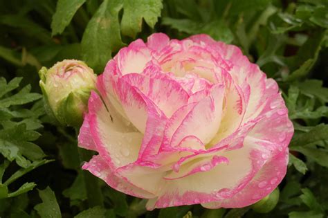 Photos Flowers Ranunculus Closeup