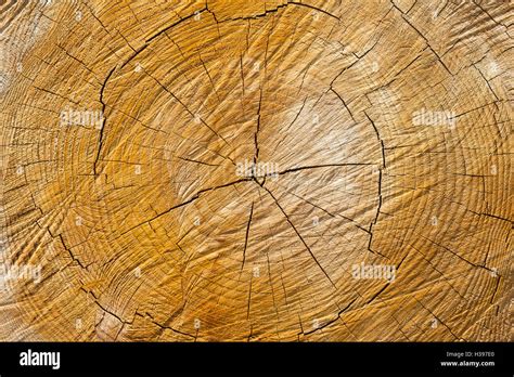 Cross Section Of Pine Wood