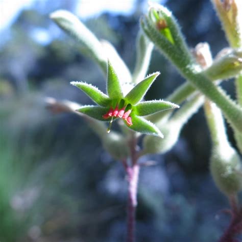 Anigozanthos Flavidus Yellow Green Geographe Plants