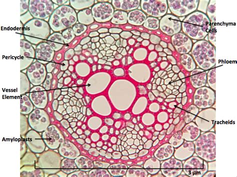 Ranunculus Root Cross Section Labeled Images And Photos Finder