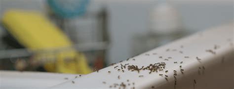 How to Get Rid of Ants in the Kitchen | Pest Pros - Best Pest Control ...