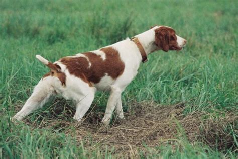 Brittany Dog Breeders Profiles and Pictures | Dog Breeders Profiles and ...