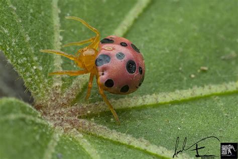 Ladybird Mimic Spider - ( Paraplectana sp. )