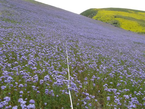 California Wildflowers - California Native Plant Society