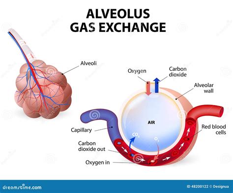 Alv Olo Intercambio Del Gas Ilustraci N Del Vector Imagen