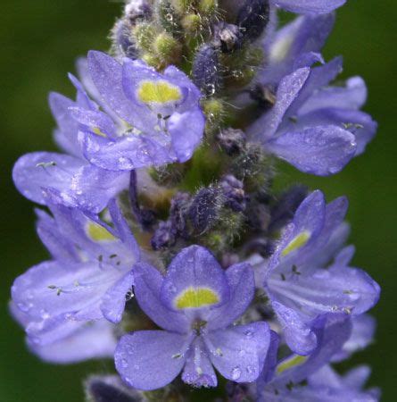 Pickerelweed | Native, Wetland, Aquatic | Britannica