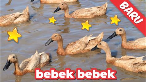 Bebek Berenang Naik Gunung Bebek Adus Kali Duck Swimming In The