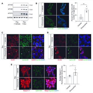 Induction Of Pathogenic Forms Of Tau In ITau Cells Causes Nuclear