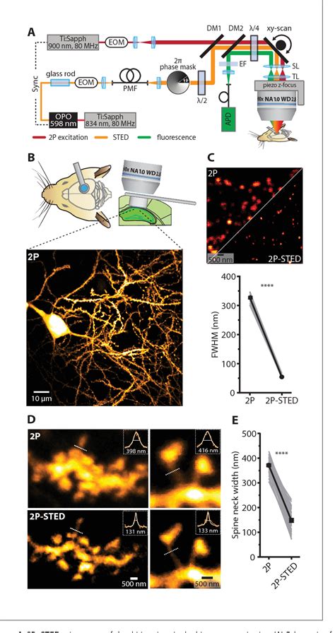 Figure From Chronic P Sted Imaging Reveals High Turnover Of