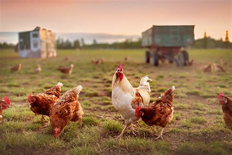 Keeping Chickens An Introduction Local Land Services