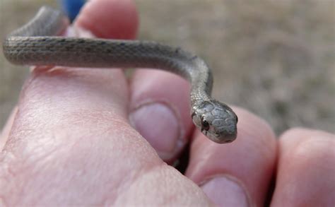 Storeria dekayi – Dekay’s Brownsnake | Prairie Haven