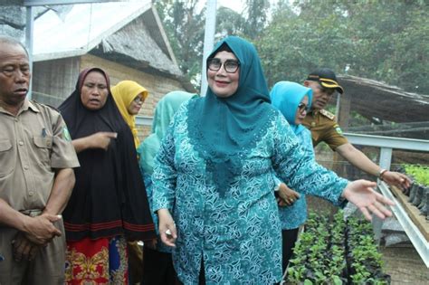 Tp Pkk Kunjungi Kebun Sayur Dinas Pertanian Kab Luwu Media Center