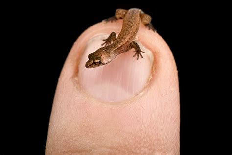 Worlds Smallest Lizard