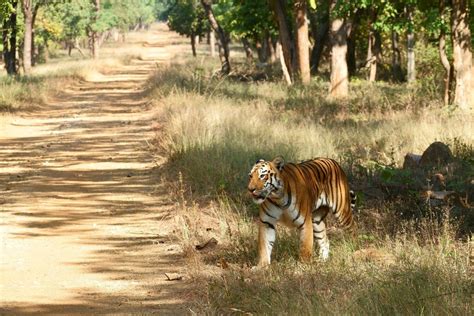 Tadoba Andhari Tiger Reserve All Ages Foliage Outdoors