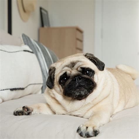 Sensational Info About How To Look After Pug Dogs - Policebaby25