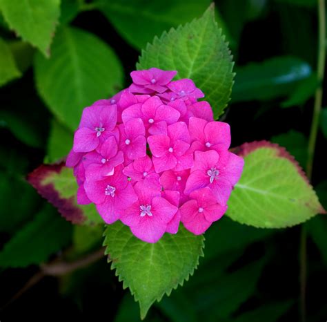 flower pink hydrangea  stock photo public domain pictures