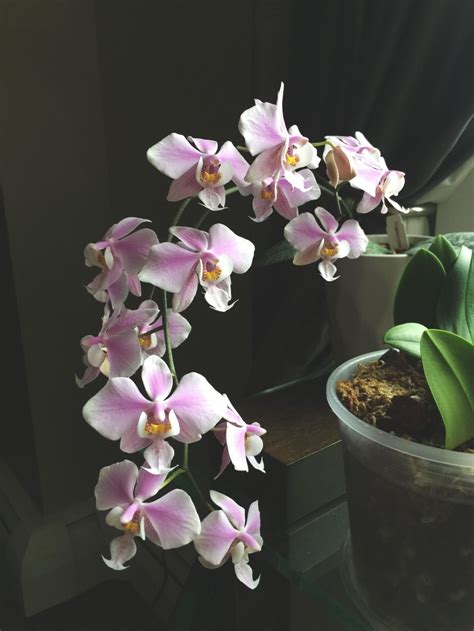 Phalaenopsis schilleriana » Here—But Not