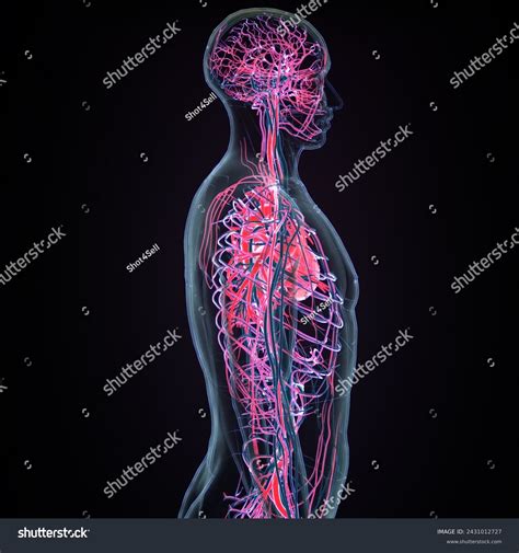 Human Circulatory System Cardiovascular System Heart Stock Illustration