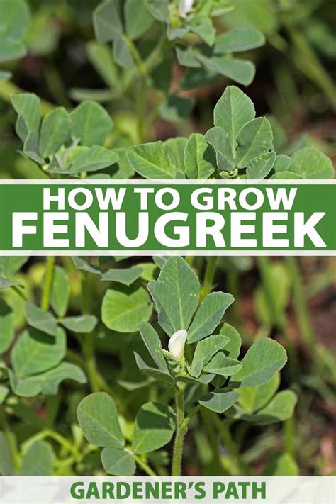 Fenugreek Production Guide Fenugreek Farming Methi Techniques Tips