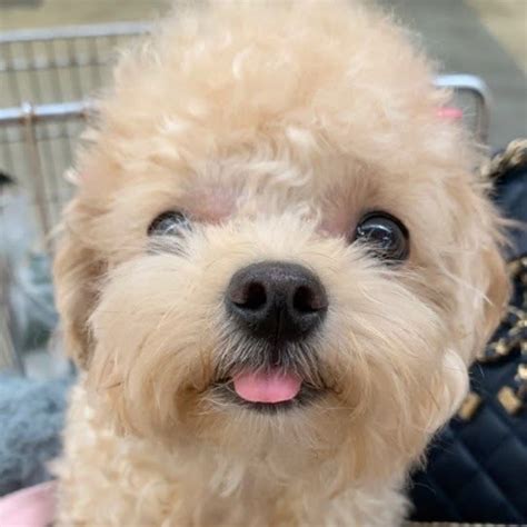 Nova Nobu Aka Nova Nobu Nude Leaks Onlyfans Faponic My XXX Hot Girl