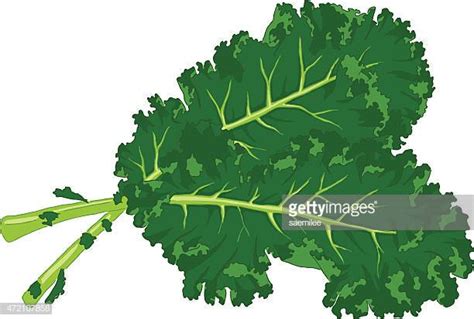 kale clip art 10 free Cliparts | Download images on Clipground 2025