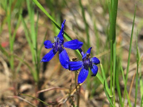 Larkspur | Delphinium nuttallianum | Colorado Wildflower