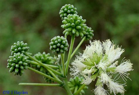enterolobium cyclocarpum