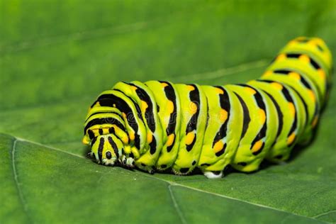 Eastern Black Swallowtail Caterpillar Stock Photo - Image of gardening ...