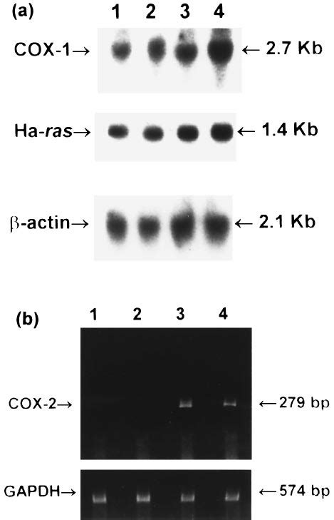 Expression Of Cox 1 Cox 2 And Ha Ras Genes In The Mammary Glands Of