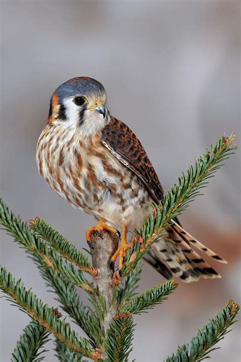 Female American Kestrel Falco Photograph By Adam Jones Pixels