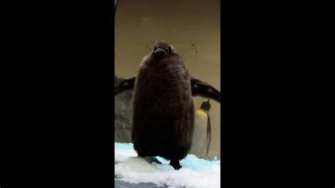 melbournes chubby penguin chick finally  gender revealed newscom