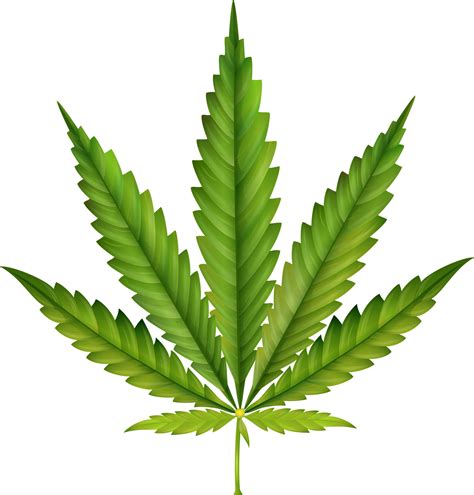 Cannabis Leaf Illustration 5356900 Vector Art At Vecteezy