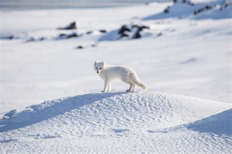 3,681 Arctic Fox Norway Images, Stock Photos, 3D objects, & Vectors ...