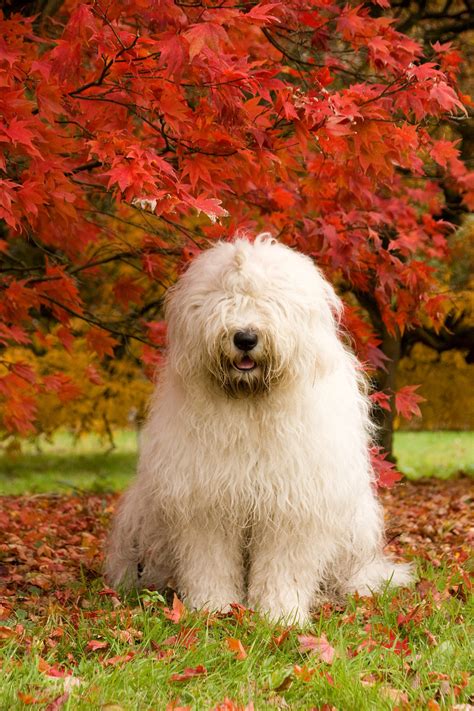 Are Old English Sheepdog Noisy