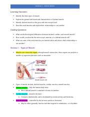 Module 3 Docx MODULE 3 MUSCLE BASICS Learning Outcomes Identify