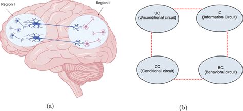 (a) schematic illustration of connections between two brain regions... | Download Scientific Diagram