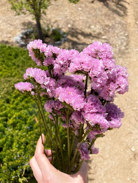 Statice Flower Bouquet | ubicaciondepersonas.cdmx.gob.mx