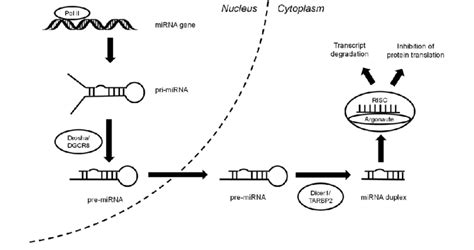 Microrna Biosynthesis Download Scientific Diagram