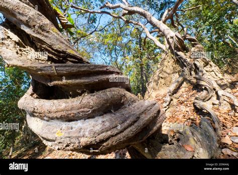 Biodiversity Of Nepal Hi Res Stock Photography And Images Alamy