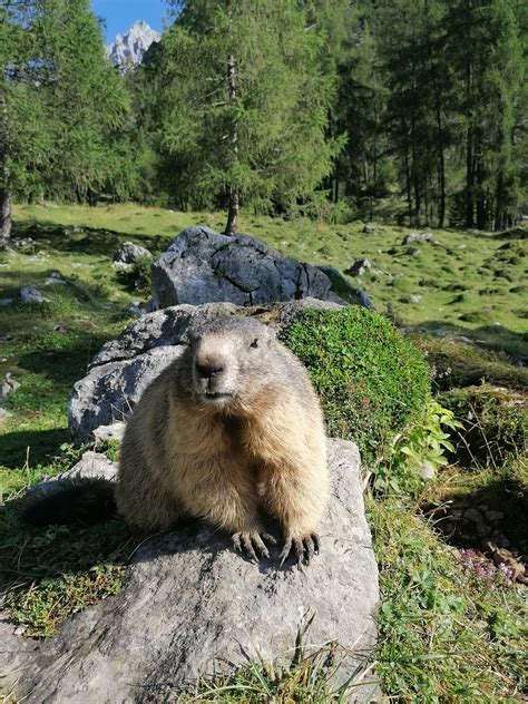 Marmot Alps Stone Alpine - Free photo on Pixabay - Pixabay