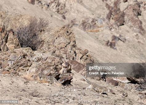 Snow Leopard Ladakh Photos and Premium High Res Pictures - Getty Images