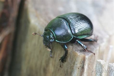 Anoplotrupes Stercorosus Known As Dor Beetle A Species Of Earth