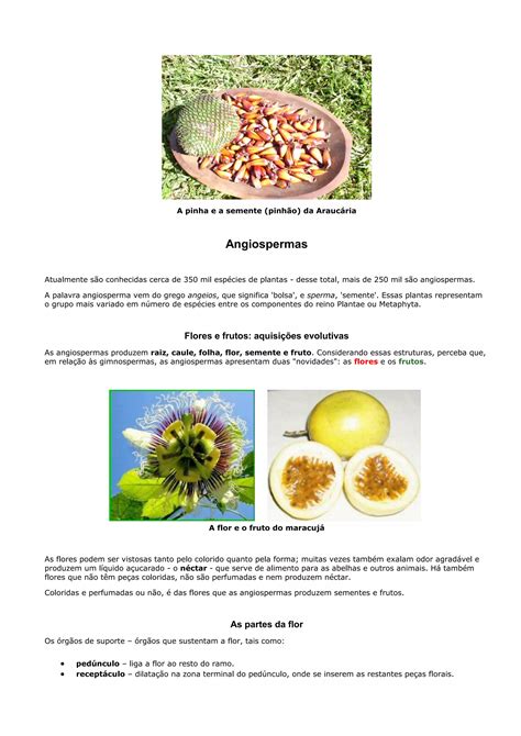 Reino Plantae Ou Metaphyta Pdf