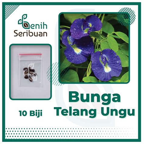 Jual Bibit Bunga Telang Ungu Benih Tanaman Bunga Telang Non Tumpuk