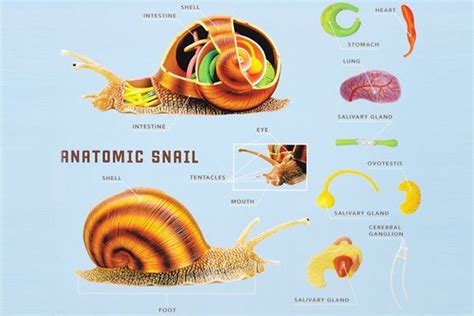 Anatomy Of A Snail Snail Animals Information Preschool Activities