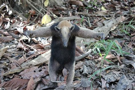 Hoy Día Del Oso Hormiguero ¿cómo Sobreviven En Antioquia