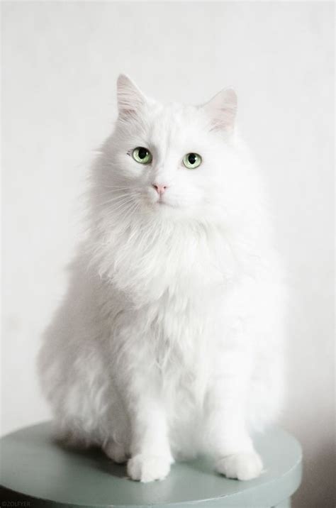 36 Stunning White Cat Aesthetic Ideas Nola Dalby