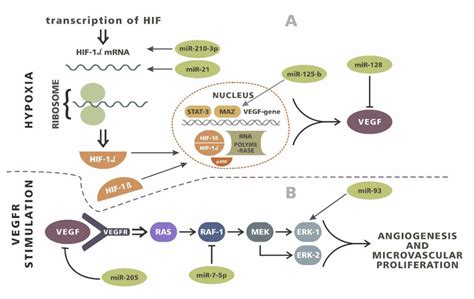 The Influence Of MiRNA On Angiogenesis Process A Hypoxia Induces The