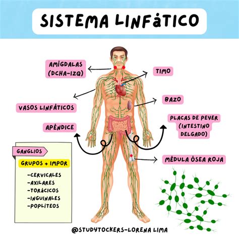 Rase Una Vez La Vida El Sistema Linf Tico