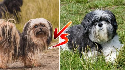 Lhasa Apso Vs Shih Tzu What S The Difference